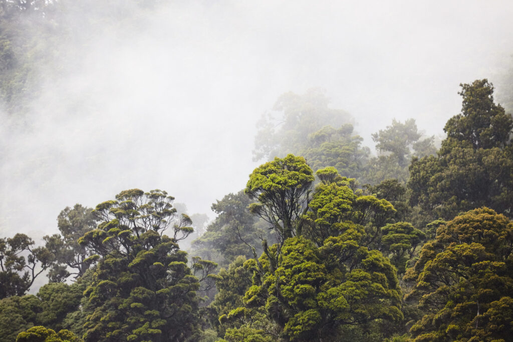 Image of New Zealand Native Forest